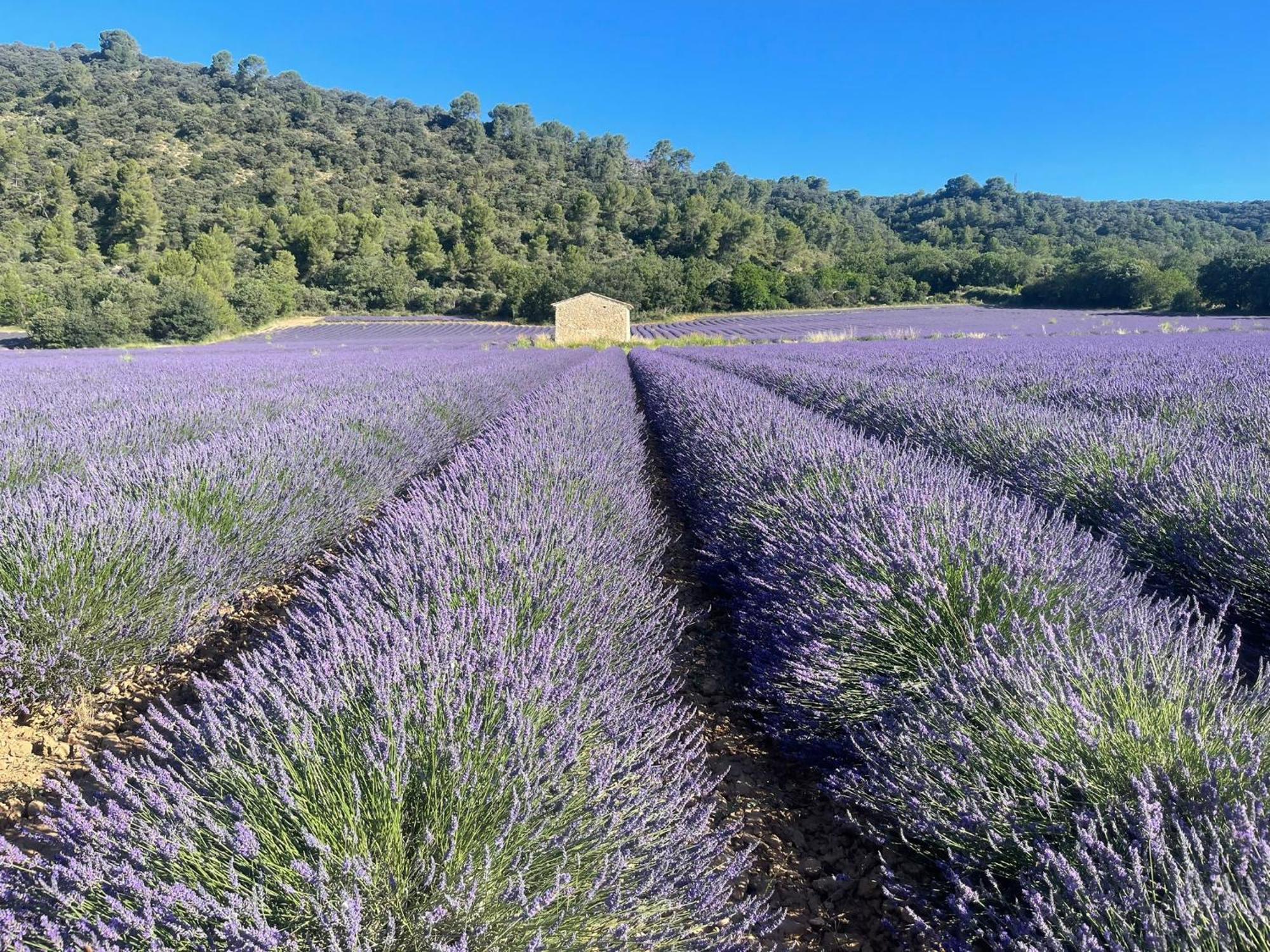 Coeur De Provence Διαμέρισμα Gréoux-les-Bains Εξωτερικό φωτογραφία